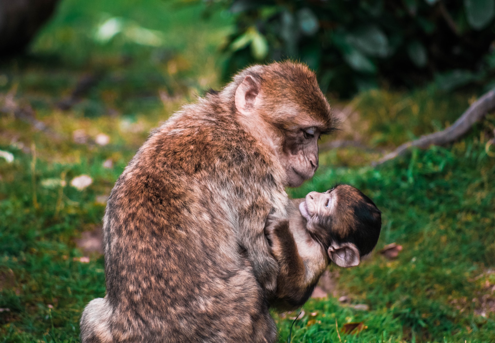 Mutter und Affenbaby von Lewis Roberts auf UNSPLASH - lizenzfrei