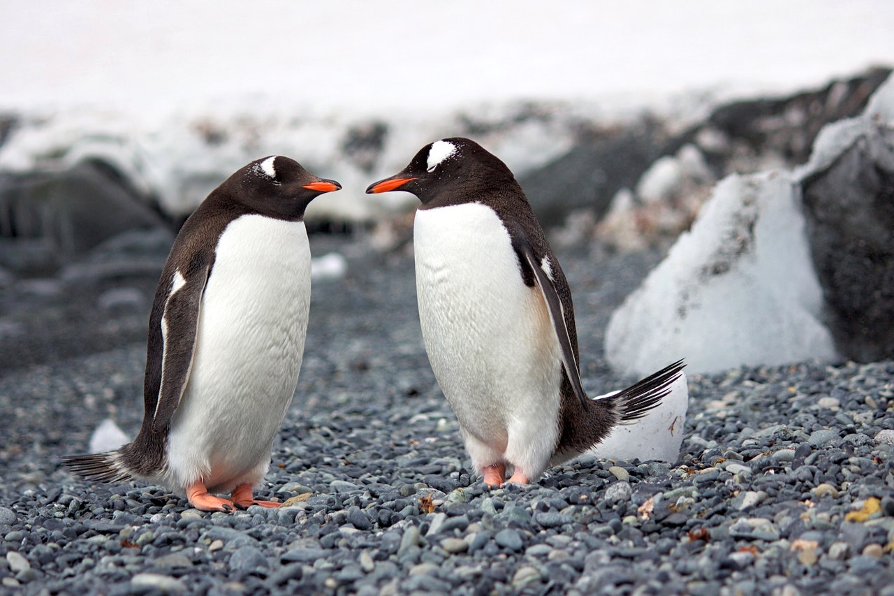 Pinguinpaar von DSD auf Pexels - lizenzfrei